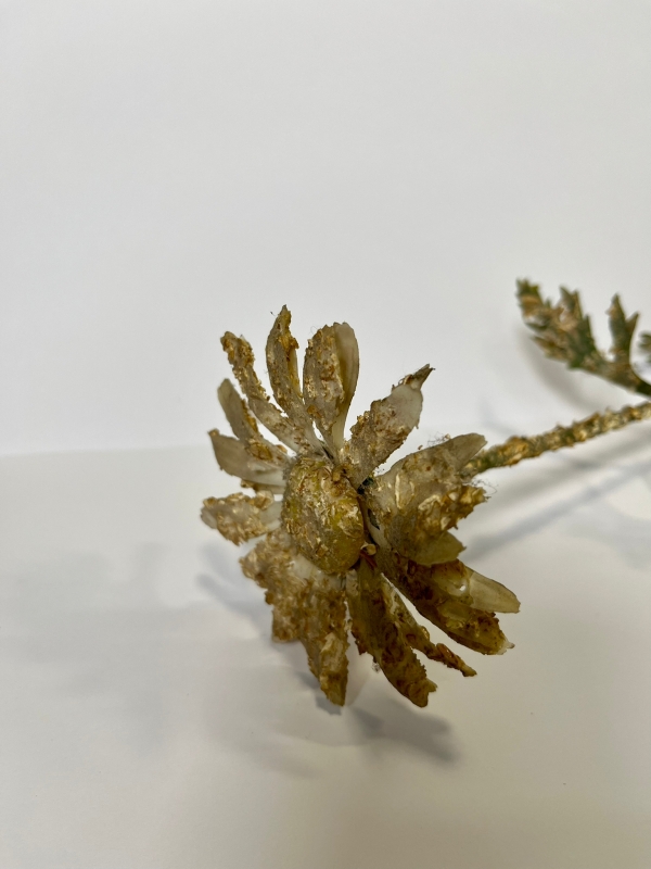 Surréelles - Meret Oppenheim (Meret Elisabeth Oppenheim) 